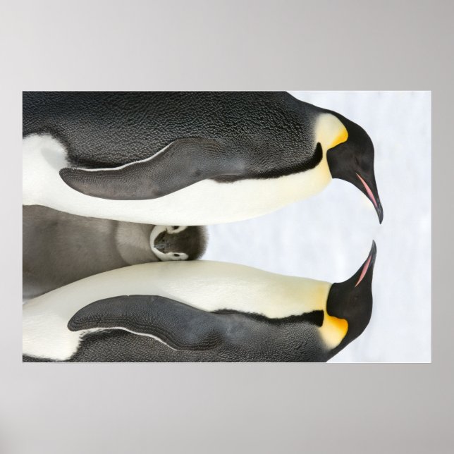 Pingouins empereurs avec affiche de poussins (Devant)