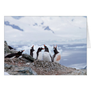 Pingouins en Antarctique