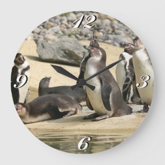 Pingouins Humboldt, horloge