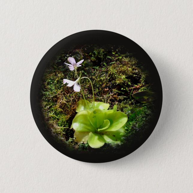 Pinguicula reticulata button (Vorderseite)