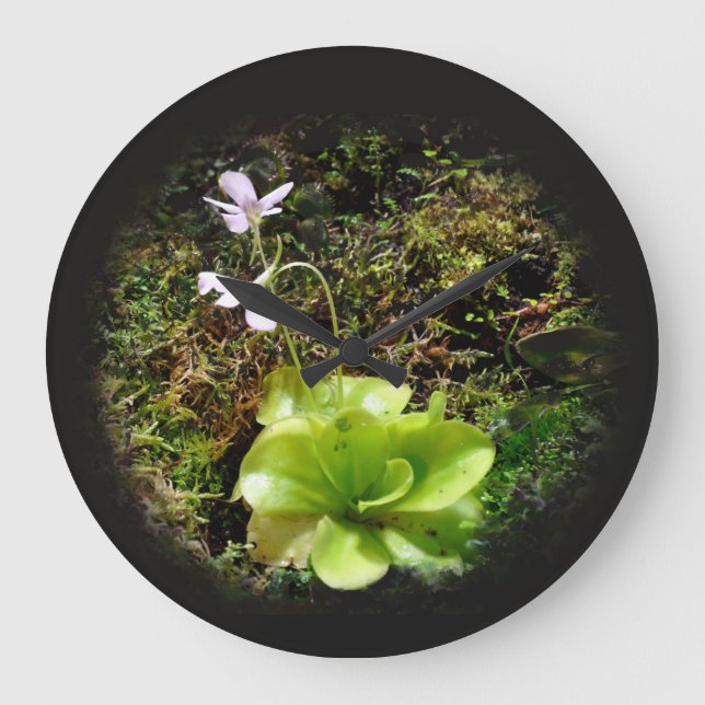 Pinguicula reticulata große wanduhr (Vorderseite)