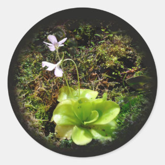 Pinguicula reticulata runder aufkleber