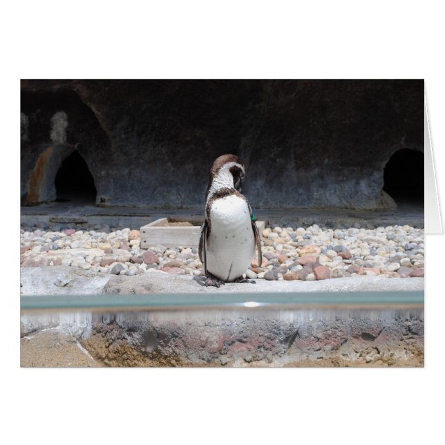 Pinguin (Vorderseite (Horizontal))
