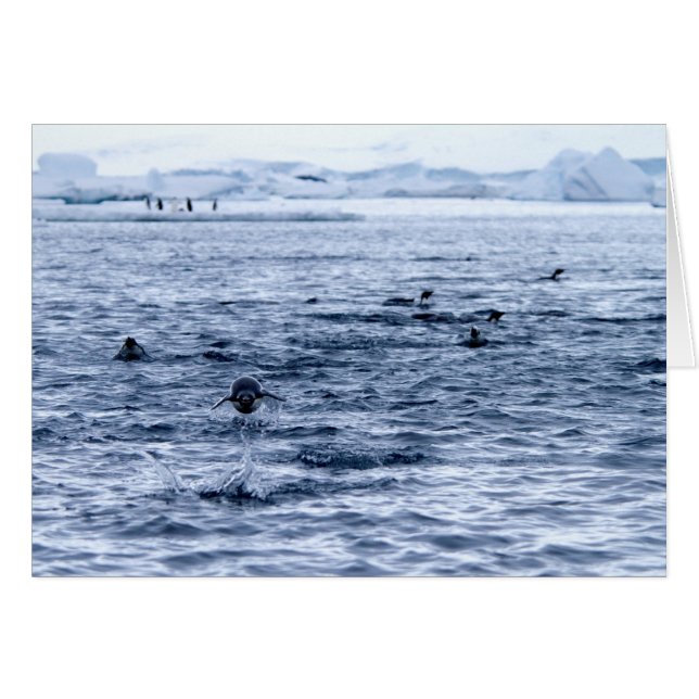 Pinguin (Vorderseite (Horizontal))