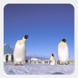 Pinguin Antarktika, Antarktische Halbinsel Quadratischer Aufkleber