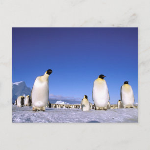 Pinguin   Antarktis, Antarktische Halbinsel Postkarte