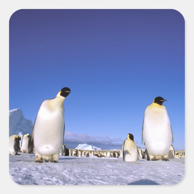 Pinguin | Antarktis, Antarktische Halbinsel Quadratischer Aufkleber (Vorderseite)