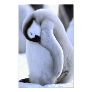 Pinguin Antarktische Halbinsel, Weddellmeer Fotodruck