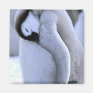 Pinguin Antarktische Halbinsel, Weddellmeer Magnet