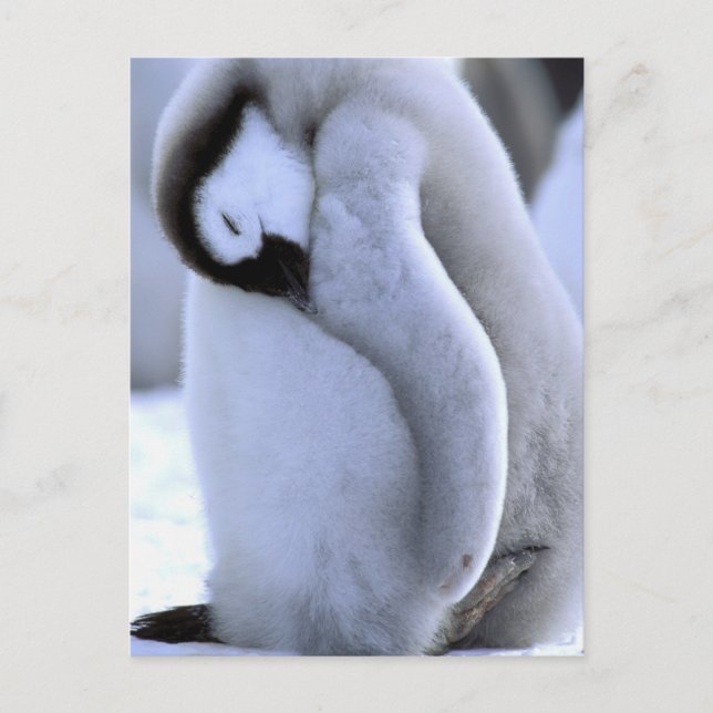 Pinguin | Antarktische Halbinsel, Weddellsee Postkarte (Vorderseite)