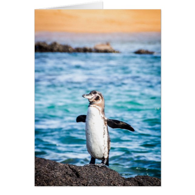Pinguin auf der Insel Bartolome (Vorne)