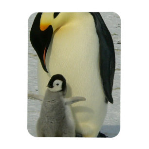 Pinguin betrachtet Küken Magnet