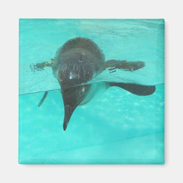 Pinguin Diving Magnet (Vorne)