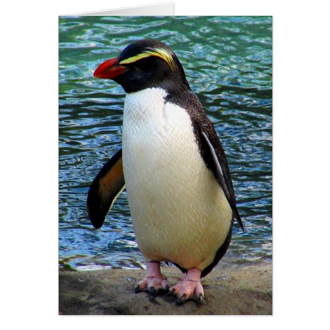 Pinguin fiordland (Vorne)