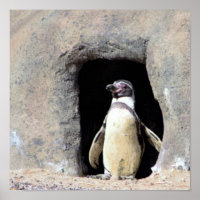 Pinguin-Foto