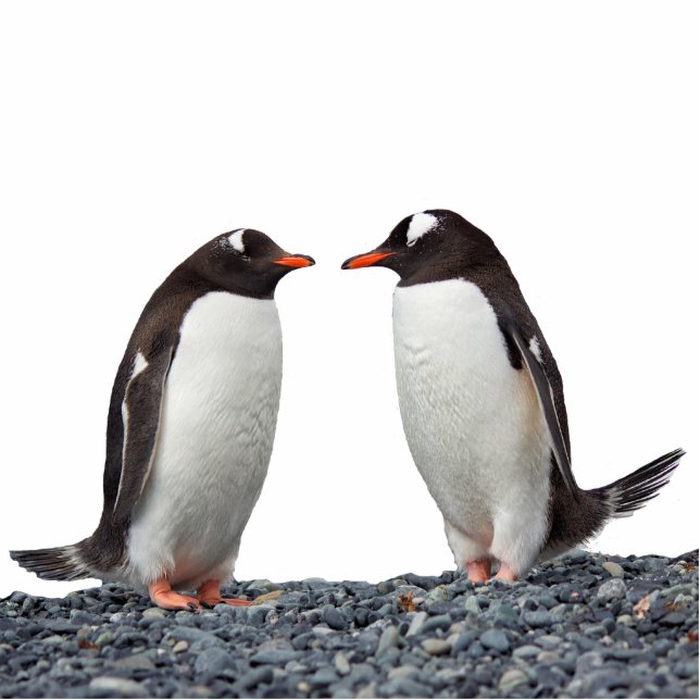 Pinguin Freistehende Fotoskulptur (Vorne)