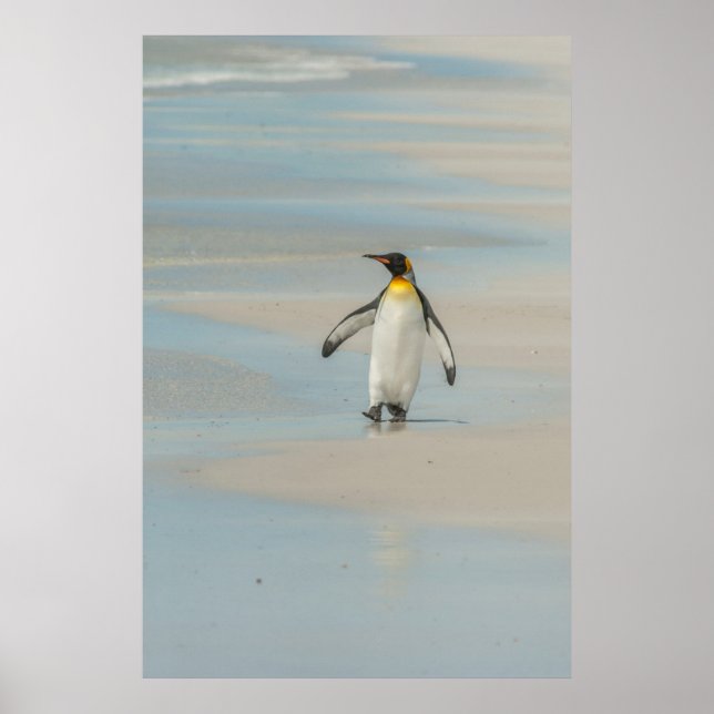 Pinguin geht am Strand Poster (Vorne)