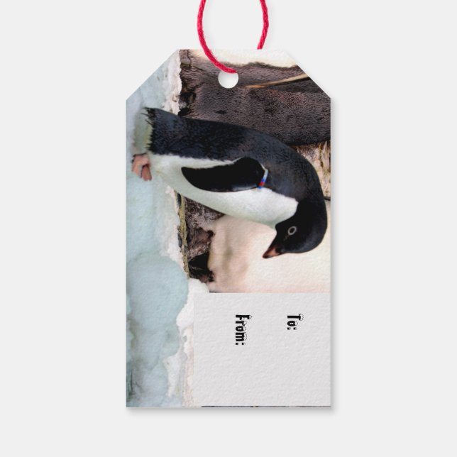 Pinguin-Gift-Tags Geschenkanhänger (Rückseite)