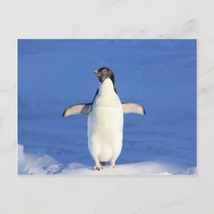 Pinguin-Happy-Dance-Umarmung Postkarte
