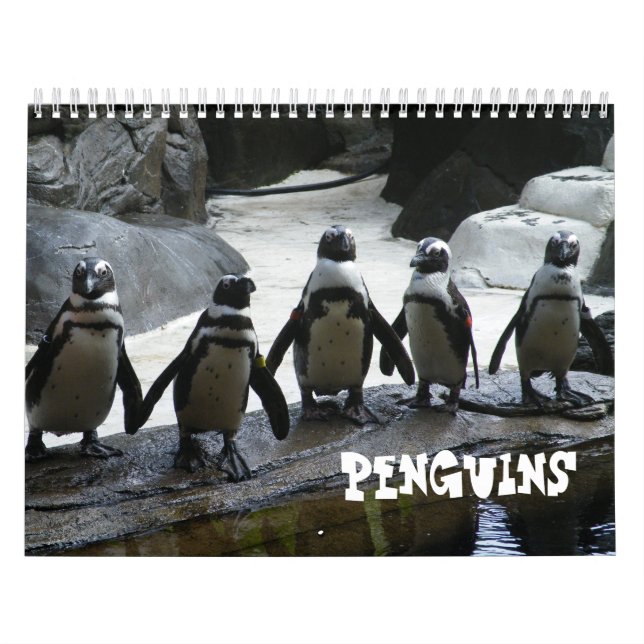 Pinguin-Kalender Kalender (Titelbild)
