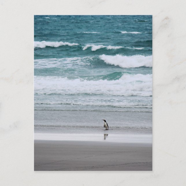 Pinguin kehrt aus dem Ozean zurück Postkarte (Vorderseite)