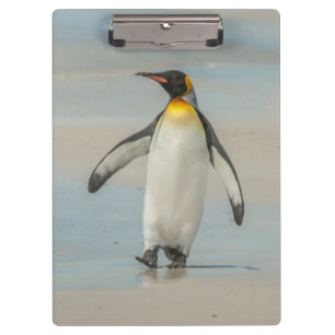 Pinguin läuft am Strand entlang Klemmbrett