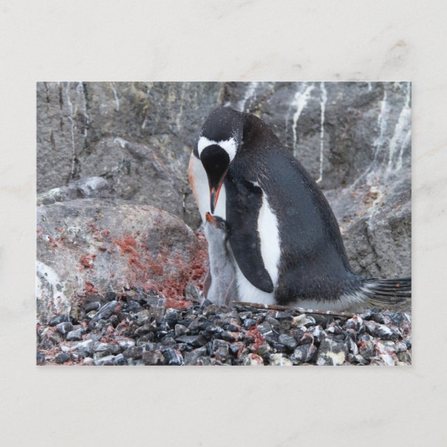 Pinguin mit Küken Postkarte (Vorderseite)