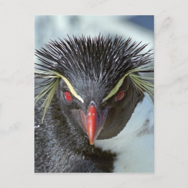 Pinguin mit roten Augen Postkarte (Vorderseite)