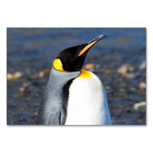 Pinguin-Portrait Tischnummer