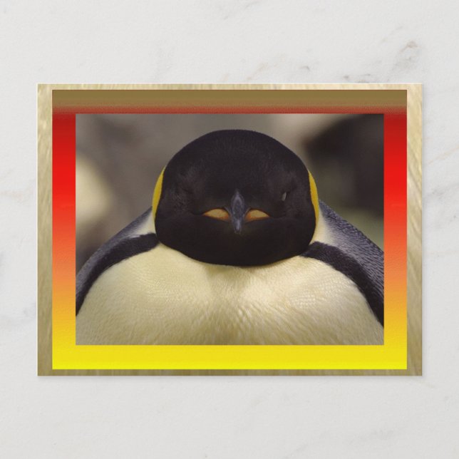 Pinguin Postcard Postkarte (Vorderseite)