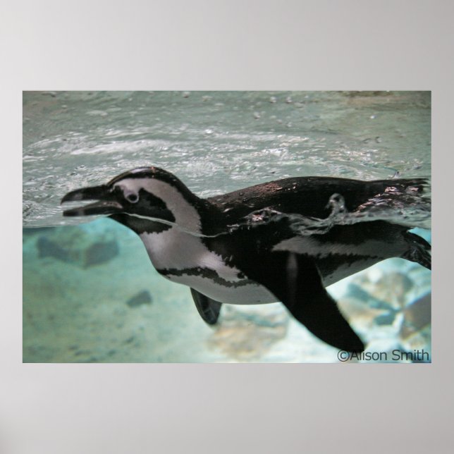 Pinguin Poster (Vorne)