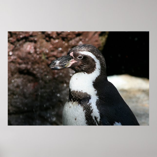 Pinguin Poster (Vorne)