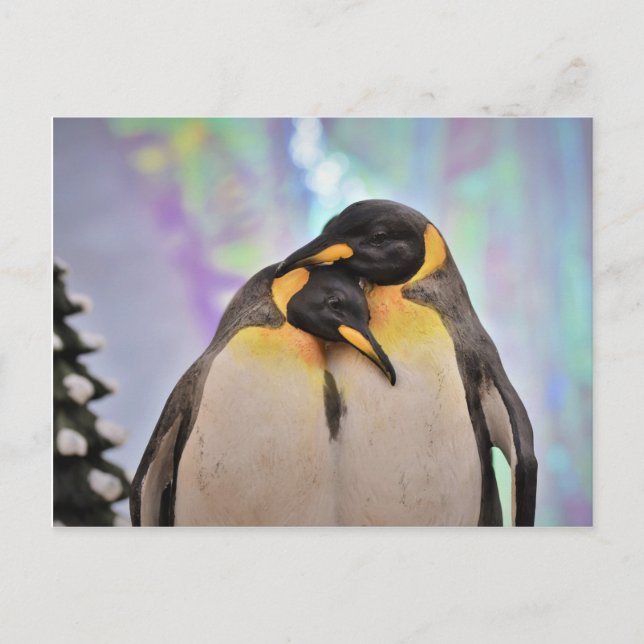 Pinguin Postkarte (Vorderseite)