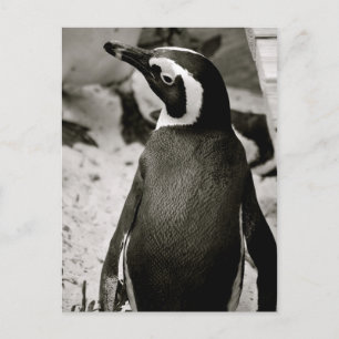 Pinguin Postkarte