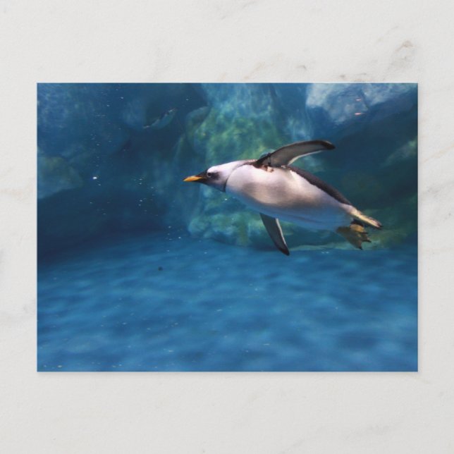 Pinguin Schwimmen unter Wasser Postkarte (Vorderseite)