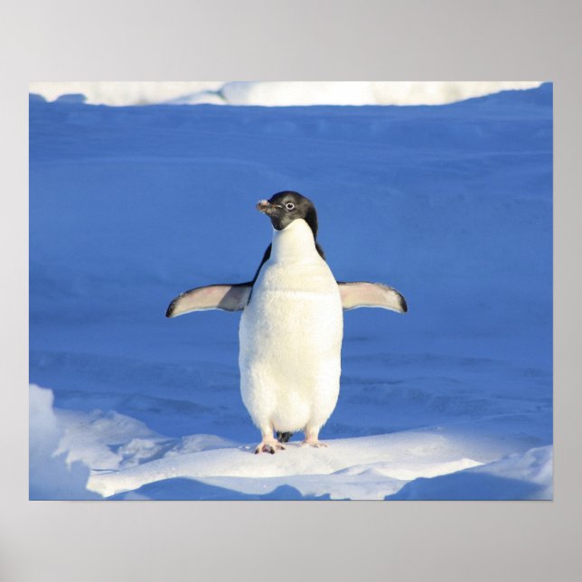 Pinguin-Show Poster (Vorne)