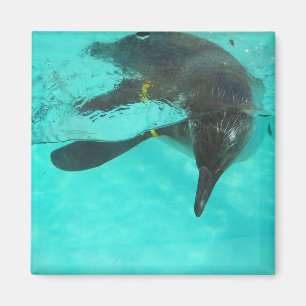 Pinguin taucht ins blaue Wasser Magnet