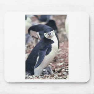 Pinguin Vogel Süß Tier Schwarz Weiß Wasser Mousepad
