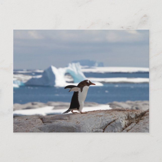 Pinguin vor einem Eisbogen Postkarte (Vorderseite)