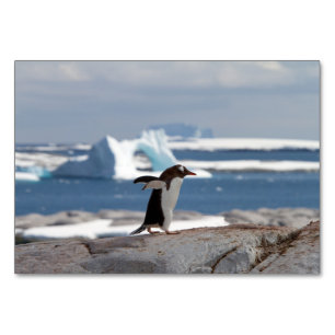 Pinguin vor einem Eisbogen Tischnummer