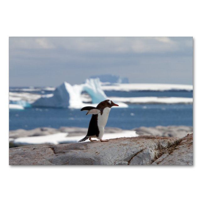 Pinguin vor einem Eisbogen Tischnummer (Rückseite)