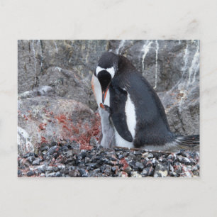Pinguin with a chick postkarte