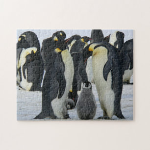 Pinguine