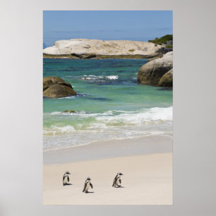 Pinguine am Boulders Beach, Simons Town, Süden 2 Poster