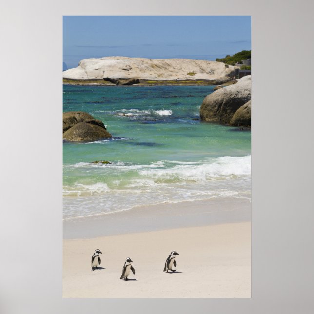 Pinguine am Boulders Beach, Simons Town, Süden 2 Poster (Vorne)