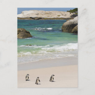 Pinguine am Boulders Beach, Simons Town, Süden 2 Postkarte