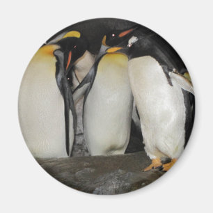 Pinguine am Zoo Magnet