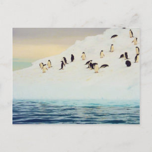 Pinguine auf Eis, Postkarte