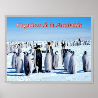 Pinguine der Antarktis -