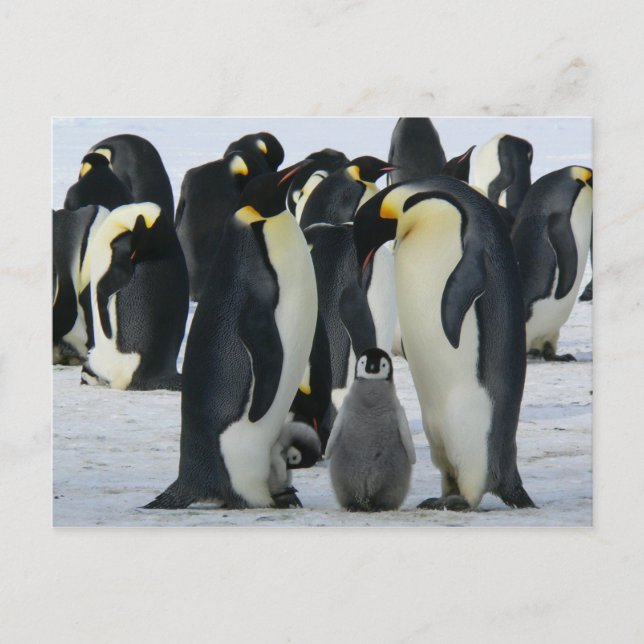 Pinguine der Familie Postkarte (Vorderseite)